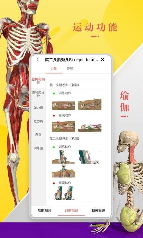 3Dbody解剖