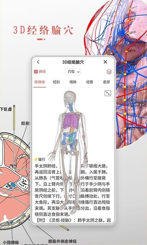 3Dbody解剖