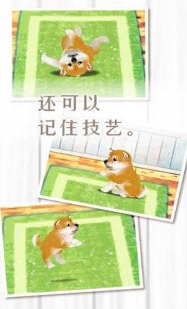 养育柴犬的治愈安卓版