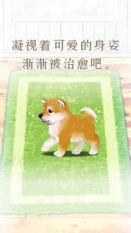 养育柴犬的治愈安卓版