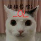 猫猫惊魂2OL